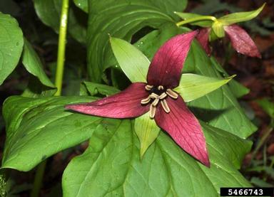 wakerobin, Trillium erectum var. erectum (Liliales: Liliaceae) - 5466743