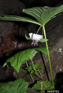 illscented wakerobin, Trillium rugelii  (Liliales: Liliaceae) - 5466751