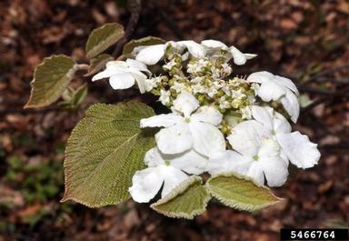 hobblebush, Viburnum lantanoides  (Dipsacales: Caprifoliaceae) - 5466764