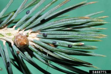 giant conifer aphids (Cinara spp. ) on spruce (Picea spp. ) - 5466771