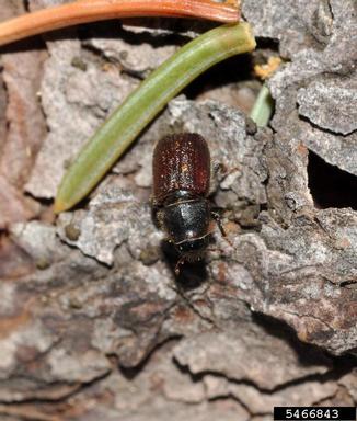 spruce beetle, Dendroctonus rufipennis  (Coleoptera: Curculionidae) - 5466843