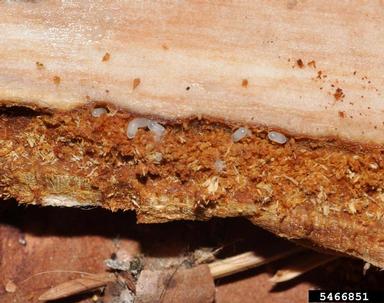 spruce beetle, Dendroctonus rufipennis  (Coleoptera: Curculionidae) - 5466851