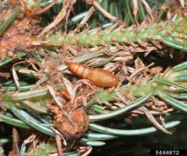 western spruce budworm, Choristoneura freemani  (Lepidoptera: Tortricidae) - 5466872