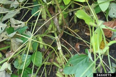 Brown stem rot (Phialophora gregata ) on soybean (Glycine max ) - 5466875