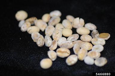 Phomopsis leaf blight and fruit rot (Phomopsis longicolla ) on soybean (Glycine max ) - 5466880