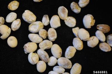 Phomopsis leaf blight and fruit rot (Phomopsis longicolla ) on soybean (Glycine max ) - 5466881