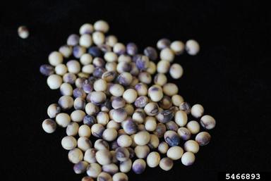 purple seed stain (Cercospora kikuchii ) on soybean (Glycine max ) - 5466893