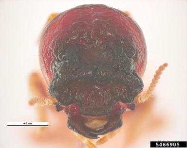 west indian powderpost drywood termite, Cryptotermes brevis  (Isoptera: Kalotermitidae) - 5466905