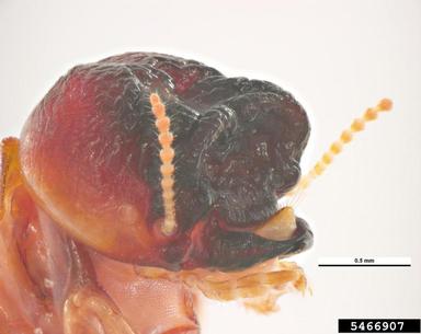 west indian powderpost drywood termite, Cryptotermes brevis  (Isoptera: Kalotermitidae) - 5466907