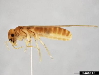 west indian powderpost drywood termite, Cryptotermes brevis  (Isoptera: Kalotermitidae) - 5466916