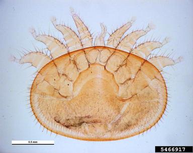 honey bee varroa mite, Varroa destructor  (Acari: Varroidae) - 5466917