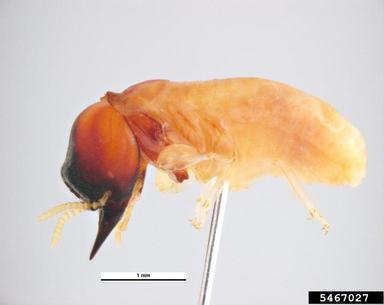 drywood termite, Cryptotermes primus  (Isoptera: Kalotermitidae) - 5467027