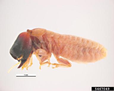 drywood termite, Cryptotermes hilli  (Isoptera: Kalotermitidae) - 5467049