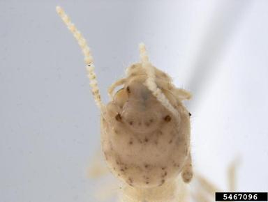 drywood heterotermes termite, Heterotermes brevicatena  (Isoptera: Rhinotermitidae) - 5467096