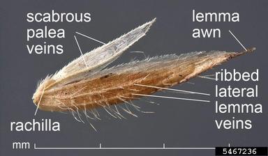 Mediterranean hairgrass, Rostraria cristata  (Cyperales: Poaceae) - 5467236