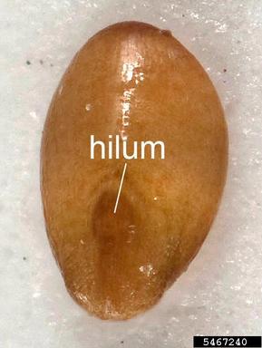 Arabian schismus, Schismus arabicus  (Cyperales: Poaceae) - 5467240
