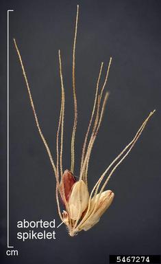 green foxtail, Setaria viridis  (Cyperales: Poaceae) - 5467274