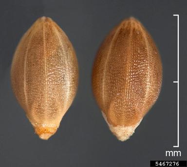 green foxtail, Setaria viridis  (Cyperales: Poaceae) - 5467276