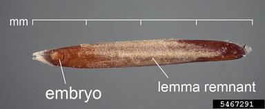 rattail fescue, Vulpia myuros  (Cyperales: Poaceae) - 5467291