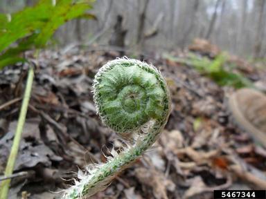 Christmas fern, Polystichum acrostichoides  (Polypodiales: Dryopteridaceae) - 5467344