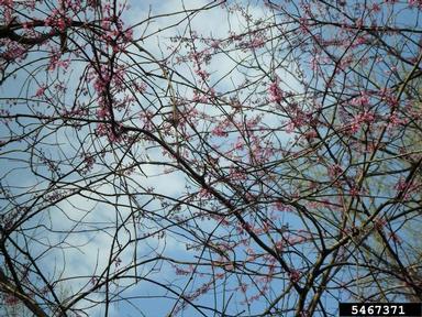 eastern redbud, Cercis canadensis  (Fabales: Fabaceae (Leguminosae)) - 5467371