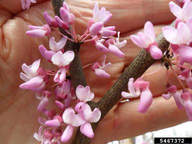 eastern redbud, Cercis canadensis  (Fabales: Fabaceae (Leguminosae)) - 5467372