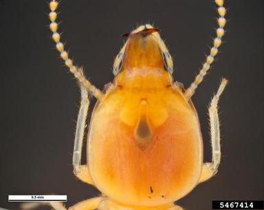 subterranean termite, Schedorhinotermes intermedius  (Isoptera: Rhinotermitidae) - 5467414