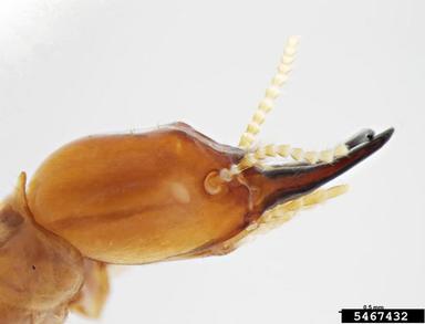 exotic kalotermitid termite, Procryptotermes hesperus  (Isoptera: Kalotermitidae) - 5467432