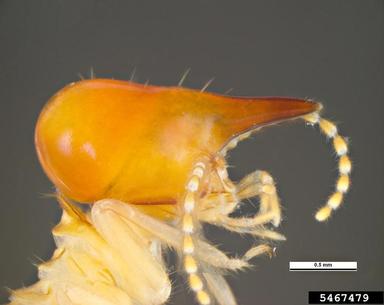 subterranean termite, Nasutitermes walkeri  (Isoptera: Termitidae) - 5467479
