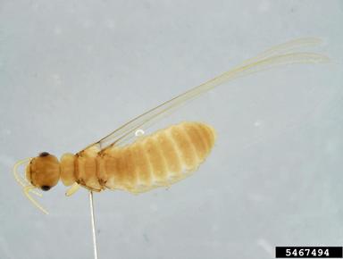 dampwood kalotermes termite, Kalotermes serrulatus  (Isoptera: Kalotermitidae) - 5467494