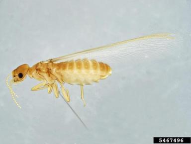 dampwood kalotermes termite, Kalotermes serrulatus  (Isoptera: Kalotermitidae) - 5467496