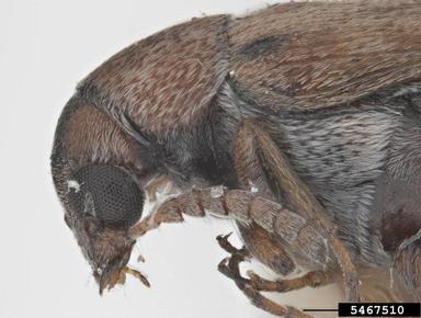 bean weevil, Acanthoscelides longescutus  (Coleoptera: Bruchidae) - 5467510