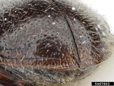 spider beetle, Caenocara nigrum  (Coleoptera: Anobiidae) - 5467603