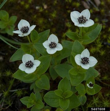Lapland cornel, Cornus suecica  (Cornales: Cornaceae) - 5467608