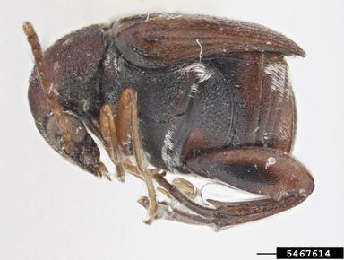 azuki bean weevil, Callosobruchus chinensis  (Coleoptera: Bruchidae) - 5467614