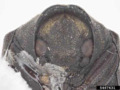 beetle, Calymmaderus capucinus  (Coleoptera: Anobiidae) - 5467631