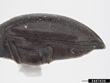 beetle, Calymmaderus capucinus  (Coleoptera: Anobiidae) - 5467636
