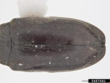 beetle, Calymmaderus sericeus  (Coleoptera: Anobiidae) - 5467641