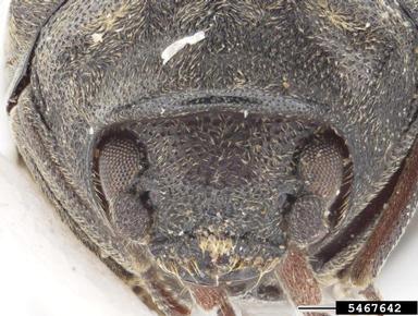 beetle, Calymmaderus sericeus  (Coleoptera: Anobiidae) - 5467642