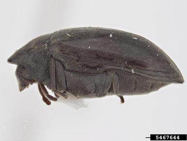 beetle, Calymmaderus sericeus  (Coleoptera: Anobiidae) - 5467644