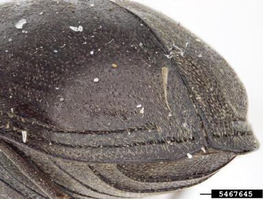 beetle, Calymmaderus sericeus  (Coleoptera: Anobiidae) - 5467645