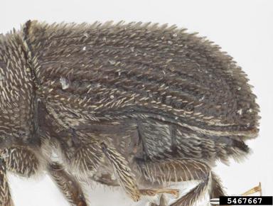 bark beetle, Cnemonyx galeritus  (Coleoptera: Curculionidae) - 5467667