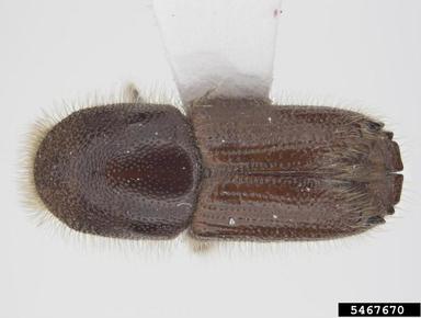 pinyon ips, Ips confusus  (Coleoptera: Curculionidae) - 5467670