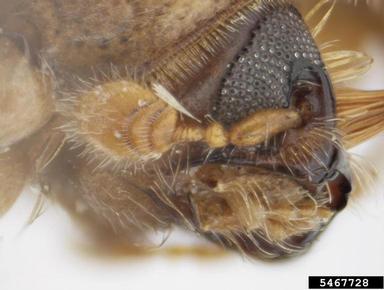 ambrosia beetle, Gnathotrupes fimbriatus  (Coleoptera: Curculionidae) - 5467728