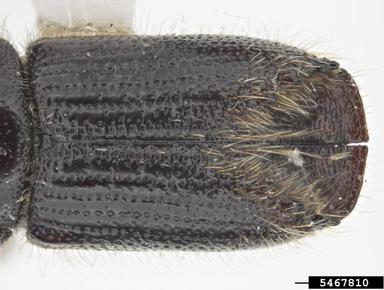 larch engraver beetle, Ips subelongatus  (Coleoptera: Curculionidae) - 5467810