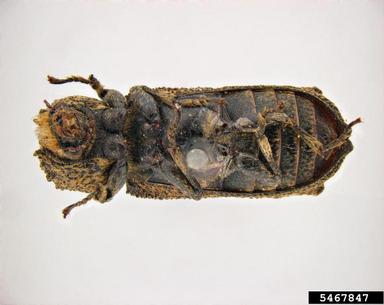 powderpost beetle, Lichenophanes plicatus  (Coleoptera: Bostrichidae) - 5467847