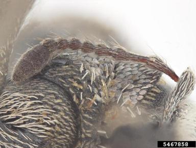 vegetable weevil, Listroderes robustior  (Coleoptera: Curculionidae) - 5467858