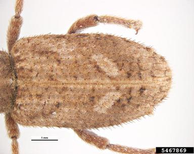 vegetable weevil, Listroderes difficilis  (Coleoptera: Curculionidae) - 5467869