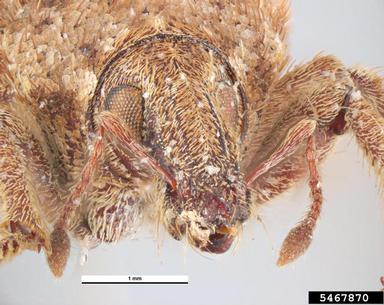 vegetable weevil, Listroderes difficilis  (Coleoptera: Curculionidae) - 5467870