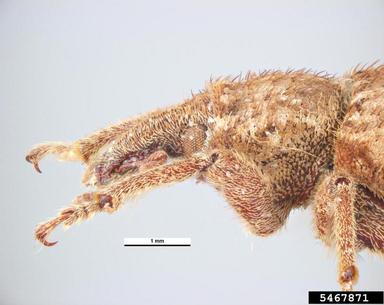 vegetable weevil, Listroderes difficilis  (Coleoptera: Curculionidae) - 5467871